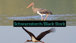 Schwarzstorch | Aussehen, Ruf, Merkmale… Black stork #vogel