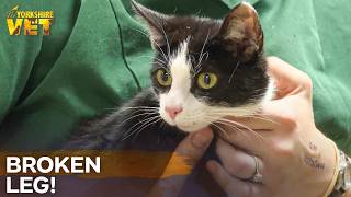 How Vets Repair a Broken Cat Bone | The Yorkshire Vet