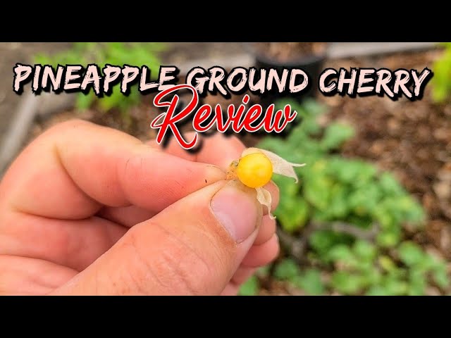 Pineapple Ground Cherry Review