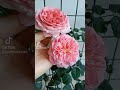 #亞歷山大肯特公主玫瑰#PrincessAlexandraOfKentRose.