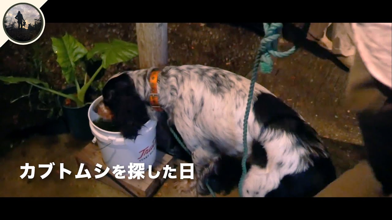 Vlog カブトムシで一稼ぎしようとした1日 Youtube