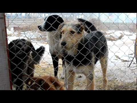 Video: Gerard Butler A Adoptat Un Câine Vagabond