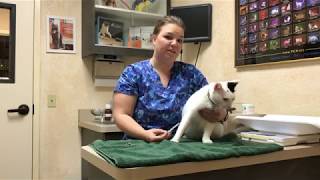 Administering liquid medication to your cat