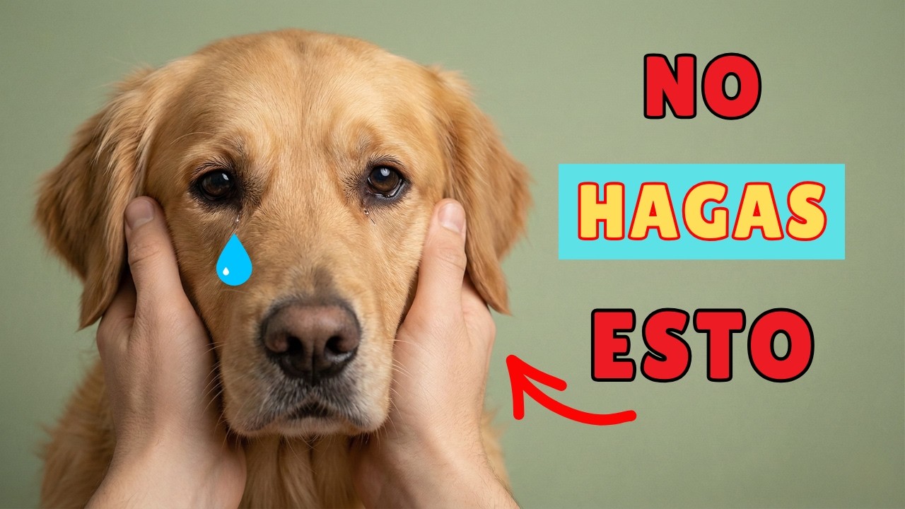 9 Hábitos Comunes De Los Dueños Que Lentamente DAÑAN La Salud Emocional De Un Perro