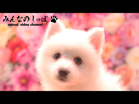 みんなのしっぽ【 日本スピッツ / R7031403-2 】