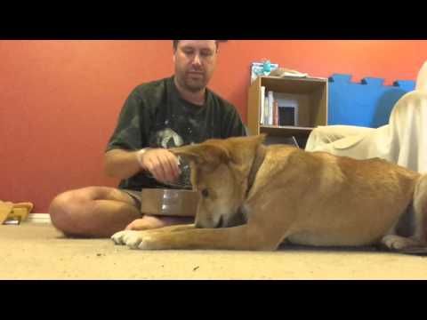 how-to-train-a-dingo...