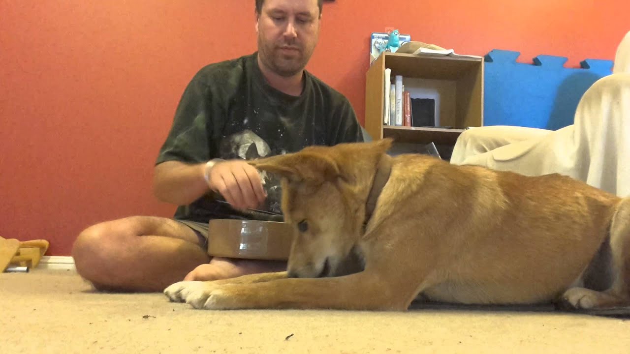 How To Train A Dingo