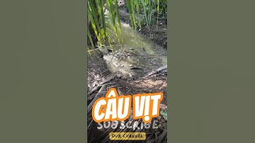Vlog 1411 : Câu Vịt Đam Mê #nghisuave #fishing #câuvịt #đammêcâucá #mientay