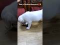 His childhood memories 🐶❤️ playing with tiny utensils 😂||Labrador|| #shorts #viralshorts #cute