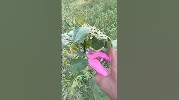 Eggplant Farming It Is Important To Cut Off Side Branches In Time  #shorts #farming #satisfying