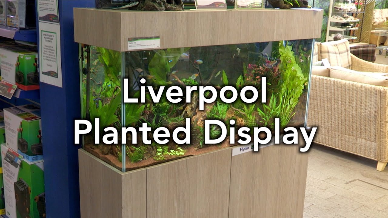 Tank of the Month Maidenhead Aquatics Liverpool Planted Display