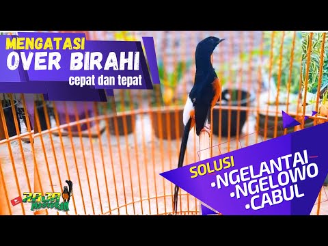 Mengatasi Murai Batu Over Birahi