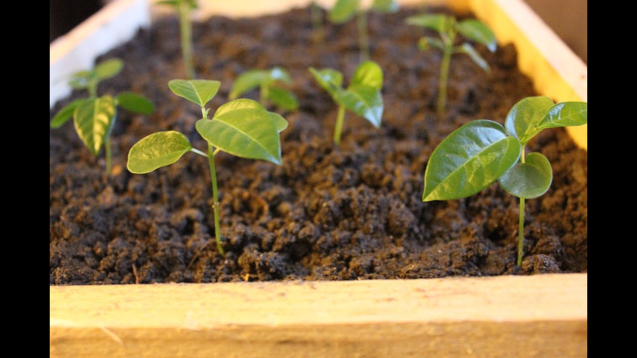 3 Designs - Pallet Wood Seed Trays &amp; Propagator. Brico 