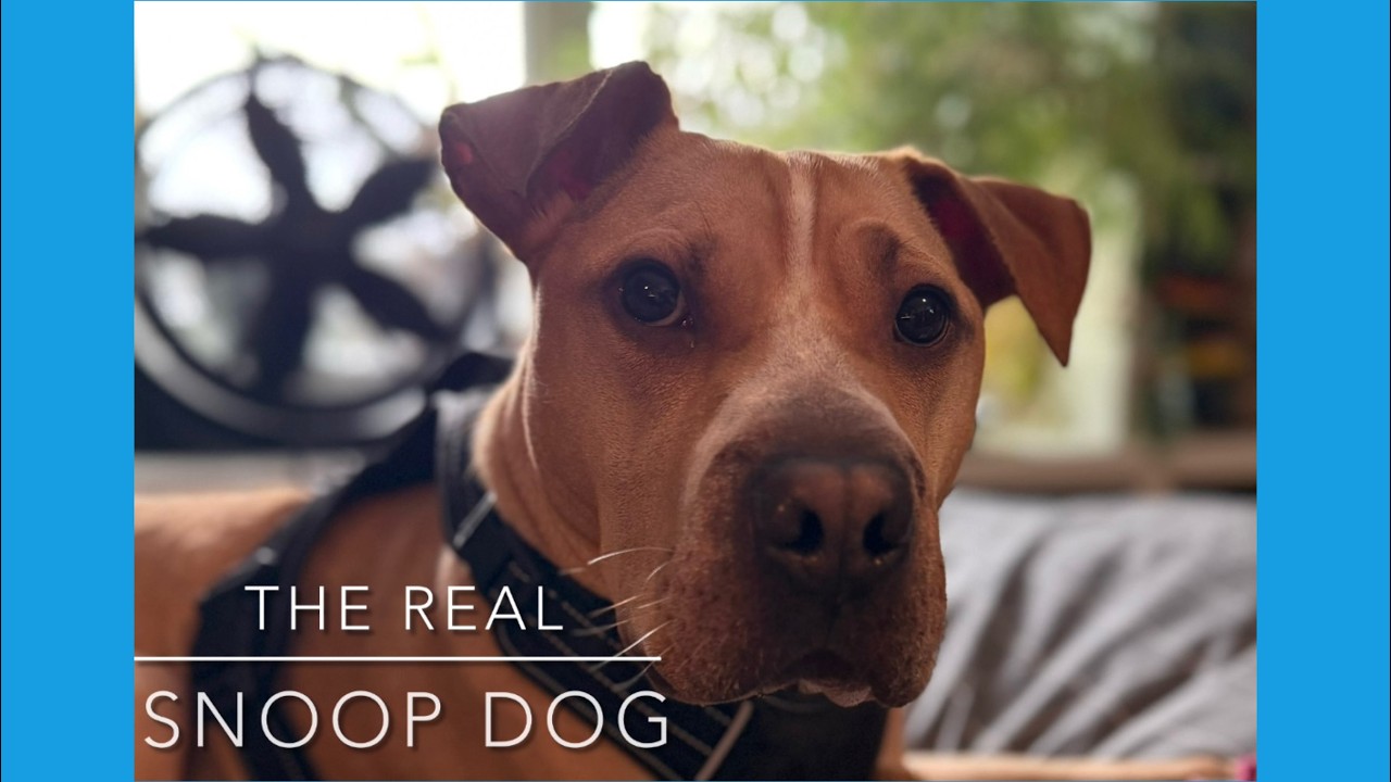 Meet the real Snoop Dog!!!