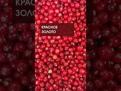 Красное золото Полесья! Посмотрите, как в Пинском районе собирают клюкву
