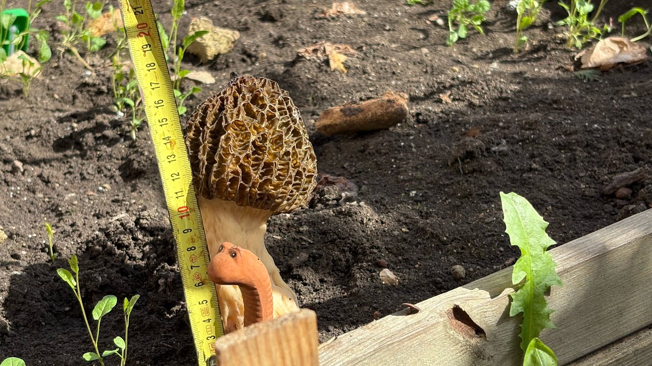 Morilles de culture / un petit bilan 👍