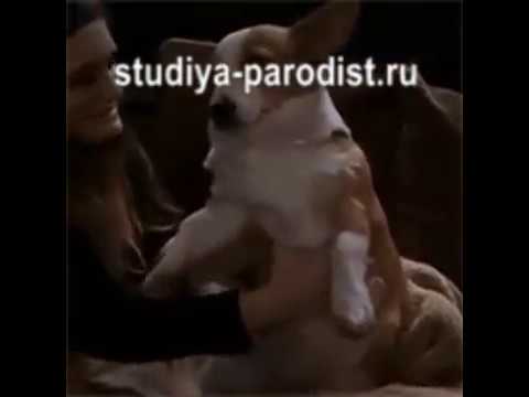 Шарик вставай