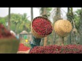Chilli A Farm to Fork Journey