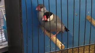 Celebrity Silver Java Sparrows Wealth