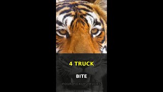 Tigers Bite With the Force of 4 Pickup Trucks 🐅