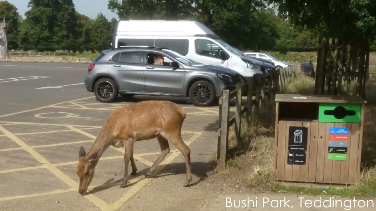 The Hidden Wildlife of London Parks | FarFromHomeUA
