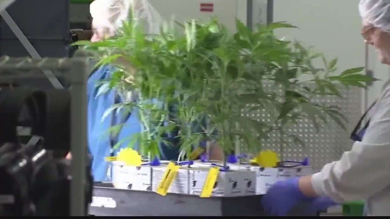 What does the future look like for recreational marijuana in WV?