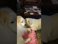 It's time to play. #pyrenees #puppy #great idea #funny
