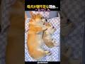 母犬が寝不足な理由…これでした#犬 #癒やし動画 #いぬのいる暮らし