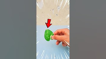 Leaf ink boat experiment 😍🤯 #shorts #experiment