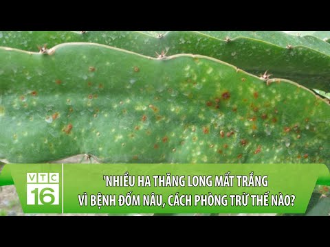 Video: Bệnh đốm lá phong: Tìm hiểu về việc kiểm soát đốm bệnh phong