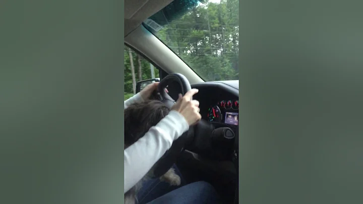 Dog drives