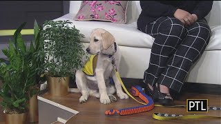 Check-In With Penguin The PTL Puppy
