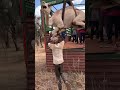 Camels loading by crane in tanzania going to omar farms in zambia.