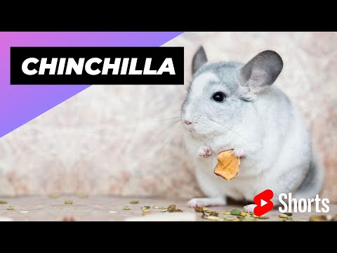 Video: Kā padarīt savu Chinchilla Ledges