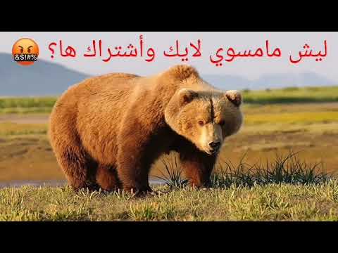 هههههه ماكو صورة مصغرة والعنوان