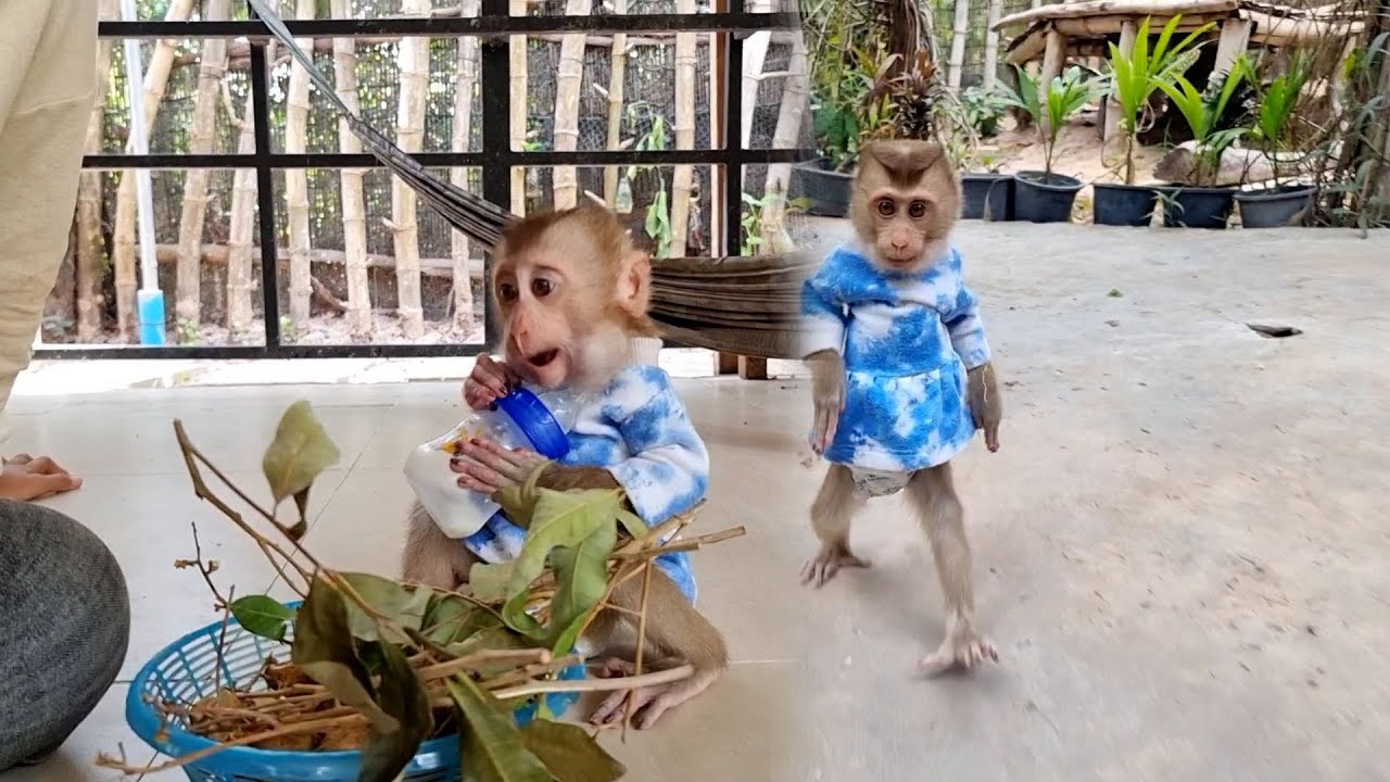 Baby Riccy baby Ricky Put all Longan in His Lilltle Pouch Uncare of Mom Complain ...