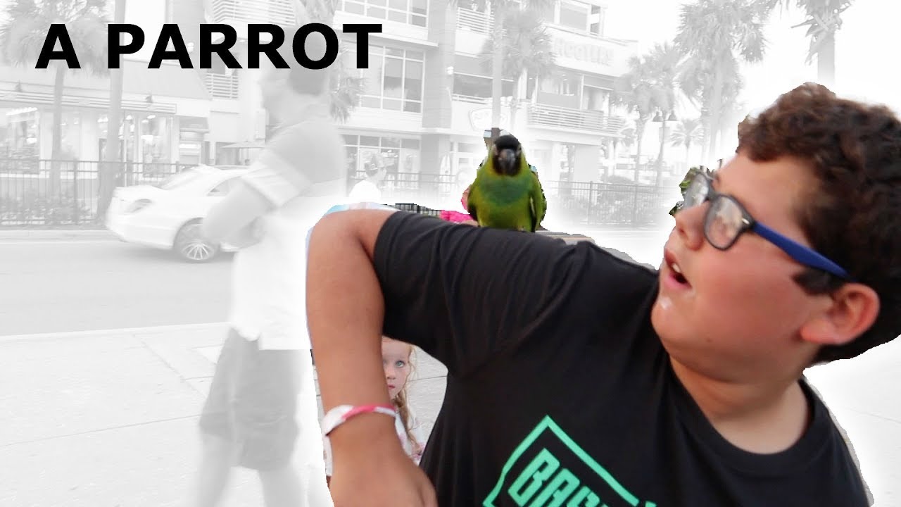 MY DREAM PET... YouTube