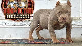 Showing All My Tri Color Merle American Bullies On My Yard