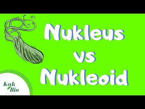 Video: Apakah sel eukariotik memiliki nukleus?