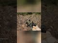 Intense Sniper Showdown: Close Call Mist Survival ! #shorts