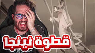 غباء الحيوانات يجلطط 😭😭 (قطوة نينجا 😂🥷)