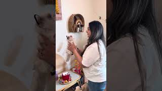 The worlds most jealous cat compilation! ￼