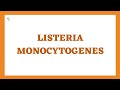 Listeria monocytogenes  listeriosis morphology pathogenesis clinical findings treatment