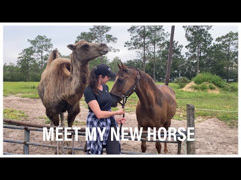 I GOT A NEW HORSE!
