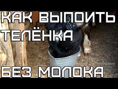 Как выпоить телёнка без молока