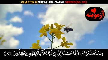 قرآن کریم پښتو ترجمه سورة الْنَّحْل آیات 66-69 Quran with Pashto translation