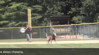 POLICE K9 TRAINING CAN INVOLVE SPLIT SECOND DECISIONS