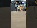 Dog helps grab package from delivery driver