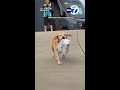 Dog helps grab package from delivery driver