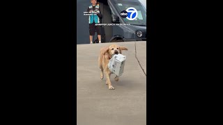 Dog helps grab package from delivery driver